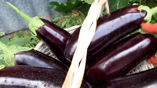 Баклажан Эпик🍆Ранний,неприхотливый и вкусный гибрид.