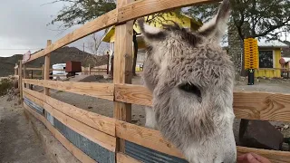 Walter the Orphan Donkey, The Mayor of Oatman, AZ