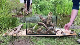 Wild Aquarium - Aquascaping With Nature (Creating A Native Aquarium With What We Can Find With Fish