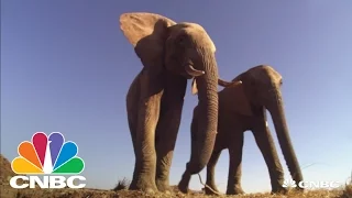 Africa's Elephants In Trouble Due To Poaching | CNBC