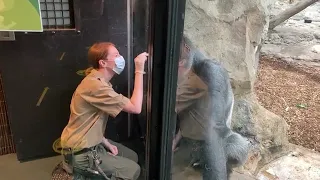 Zoo to You: Celebrating World Gorilla Day