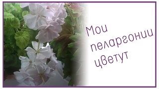 Мои пеларгонии цветут