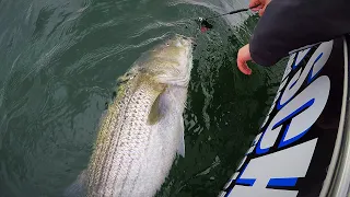 How to Catch Stripers with Eels. Simple Rigs and Methods YOU SHOULD KNOW! Chesapeake Bay.