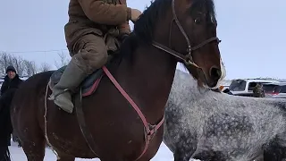 Тараз Жамбыл Ас-ер мал базары Жылқылар.Kazakhstan horse market. Ot bozori