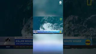 Orca takes down great white shark on camera