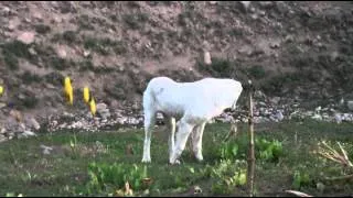 Tajik shepherd dogs in the wild part2