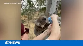 Thirsty koala drinks from rescuers' water bottle near Australia bushfire