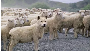 Identifying A Wolf In Sheeps Clothing