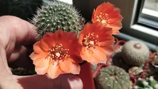 Кактусы.Цветение Rebutia, Sulcorebutia.Обзор от 28 апреля...