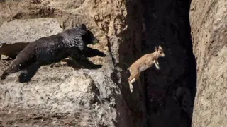 Bear Falls Off Cliff, Stunned Gravity-Defying Mountain Goats