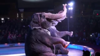 Elephants At The 2017 Garden Bros Circus In Albany, NY