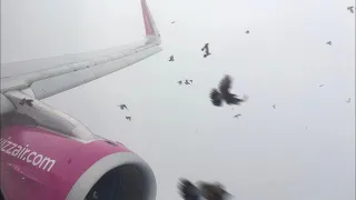 BIRDSTRIKE!!! Wizzair | A321 | Eindhoven - Budapest | full flight video