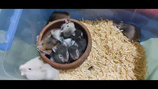 Hamster Babies Growing Up #Day 1 to Day 30 #Cuties #Best Moments