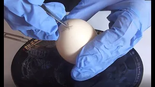 Підготовка яйця для писанки.  Як видути яйце для писанки - детальна інструкція