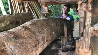 Seperti ini dalamnya kayu albasia jumbo ketika di gergaji