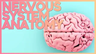 Introduction to the Nervous System | Corporis