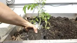 Planting Tomatoes Sideways