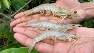 Catching Jumbo Shrimp in Trinidad‼️🇹🇹