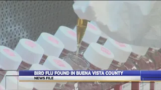 Bird Flu Found In Buena Vista County