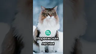 Какая порода кошек подходит тебе по знаку зодиака 🤔 часть 2 #cat #catsfacts