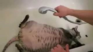 Кот под душем)) The cat is taking a shower