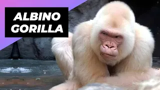Albino Gorilla 🦍 One Of The Albino Animals You Have Never Seen #shorts #albino #albinogorilla