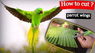how to cut parrot wings