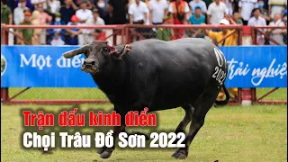 Trận đấu kinh điển của Chọi Trâu Đồ Sơn 2022