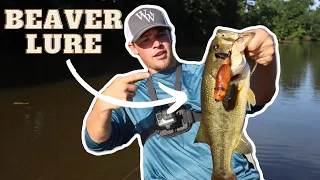 Catching Bass On A BEAVER Lure!!!