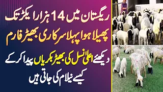 Thal Desert Me 14 Acres Me Phaila Hua Sheep Farm - High Breed Sheep Or Goat Ki Kese Auction Hoti Ha?