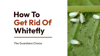 14 Steps to Get Rid of the Whitefly | How To Get Rid Of Whitefly | The Guardians Choice