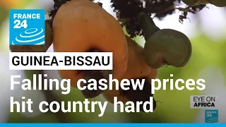 Guinea-Bissau: Falling cashew prices hit country hard • FRANCE 24 English