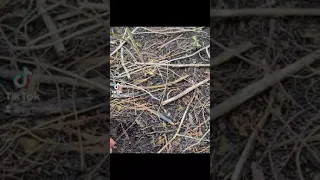 Juvenile Skunk Ape Foot Prints Found in the Everglades.