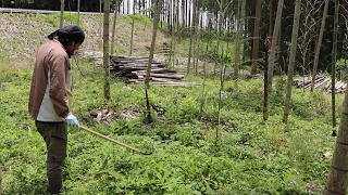 竹藪に行くと再生竹が大量に伸びていたので鎌で切り倒していく｜竹藪整備