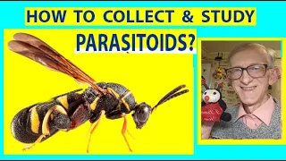 How to Collect, Store & Study Insects Parasitoids (Hymenoptera)? Pt-2. Entomologst Dr Victor Fursov