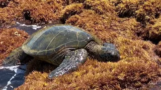 Secret Hawaiian Green Sea Turtle Cave In Princeville Kauai