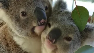 Double cuteness 😍🐨🐨❣️