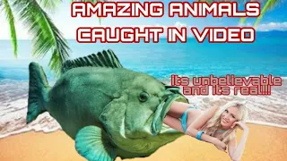 AMAZING  FUNNIEST  ANIMALS CAUGHT IN VIDEOS COMPILATION