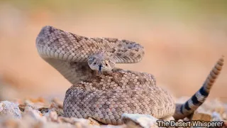 Western Diamondback Rattlesnake up close and personal!