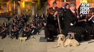 Dog steals the spotlight from an entire orchestra