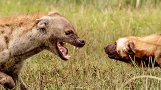 Female Hyenas are Queens of the Pack | Wild Files with Maddie Moate | BBC Earth