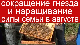 Сокращение гнезда пчел осенью и наращивание силы семьи в зиму. Пчеловодство для начинающих