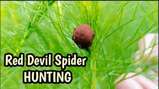 Paghahanap ng gagambang pansabong | Spider Hunting | Paghahanap ng gagamba