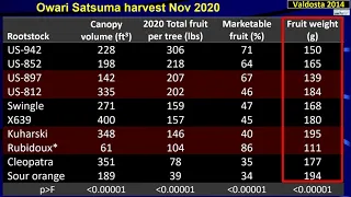 Good rootstocks are the foundation of a more productive tree