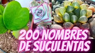 200 SUCCULENTS ID / NOMBRES DE SUCULENTAS