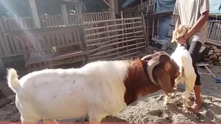 Big boer goat crosses with young natiya goat | Boer goats farm in village