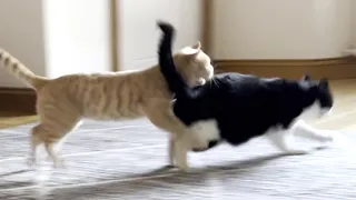 Cat Sneak Attack