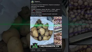 Звонок продавцам ворованой Херсонской картошки). Майор Чернобаев