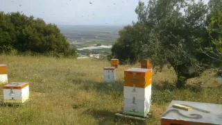 Μελισσοκομια σμηνoυργια beekeeping bee swarm 2