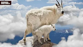 Incredible Mountain Goats!THE SNOW GOAT IN ACTION!